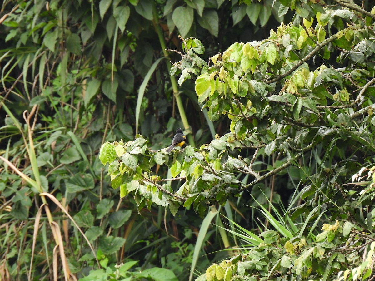 Black-vented Oriole - ML642796089