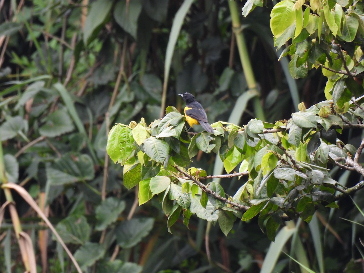 Black-vented Oriole - ML642796090
