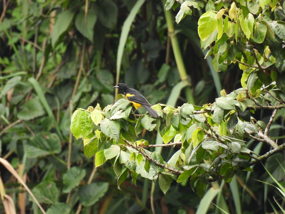 Black-vented Oriole - ML642796091