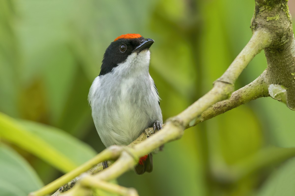 Flame-crowned Flowerpecker - ML642796092