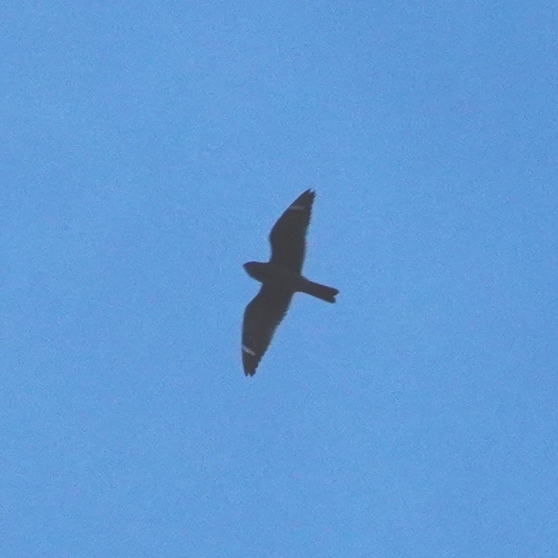Lesser Nighthawk - ML642796105