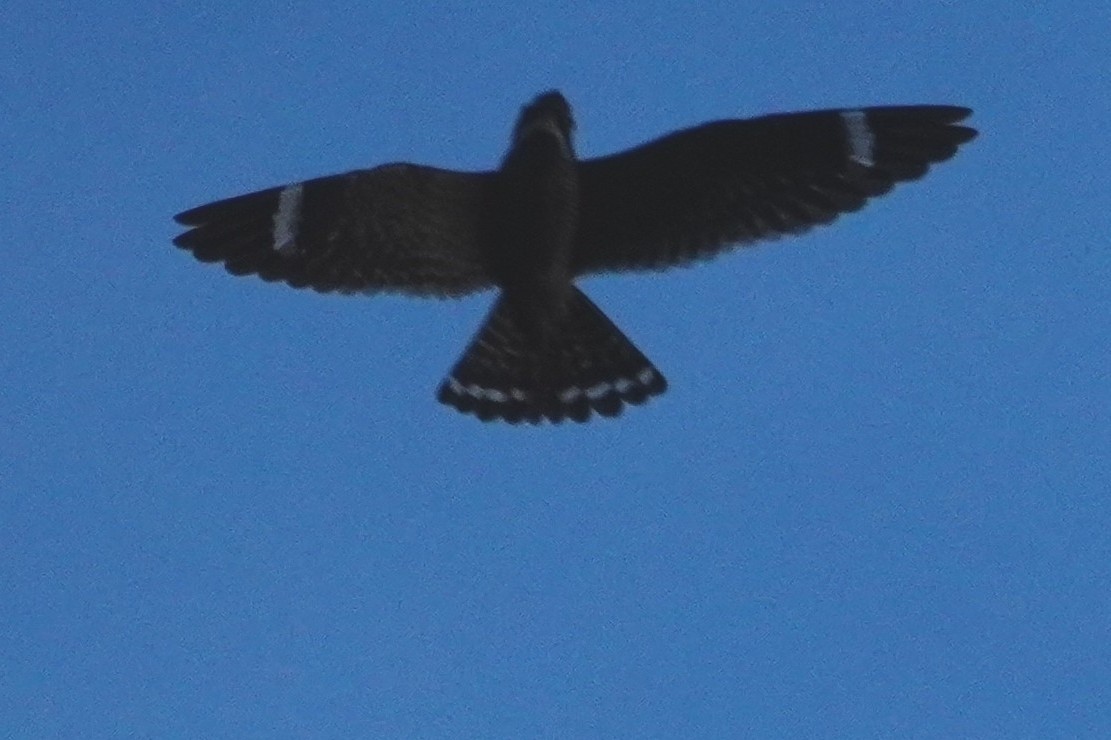 Lesser Nighthawk - ML642796106