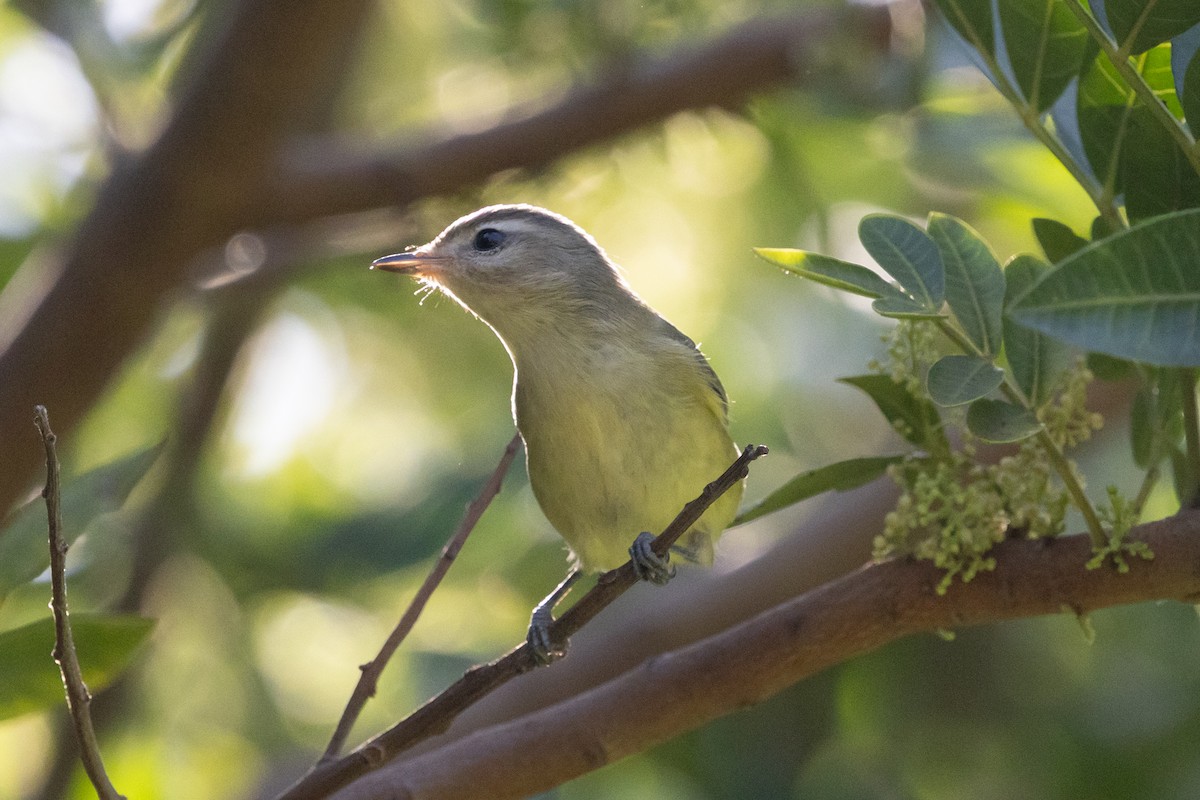 Warbling Vireo - ML642796108