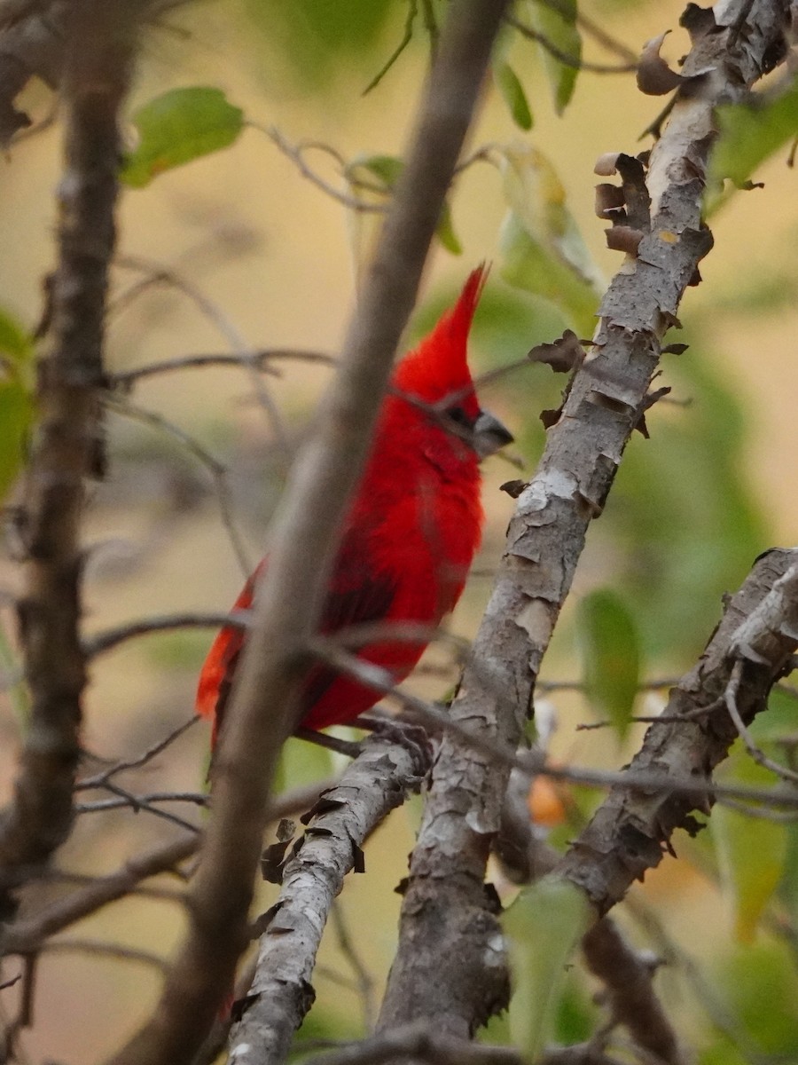 Vermilion Cardinal - ML642796109