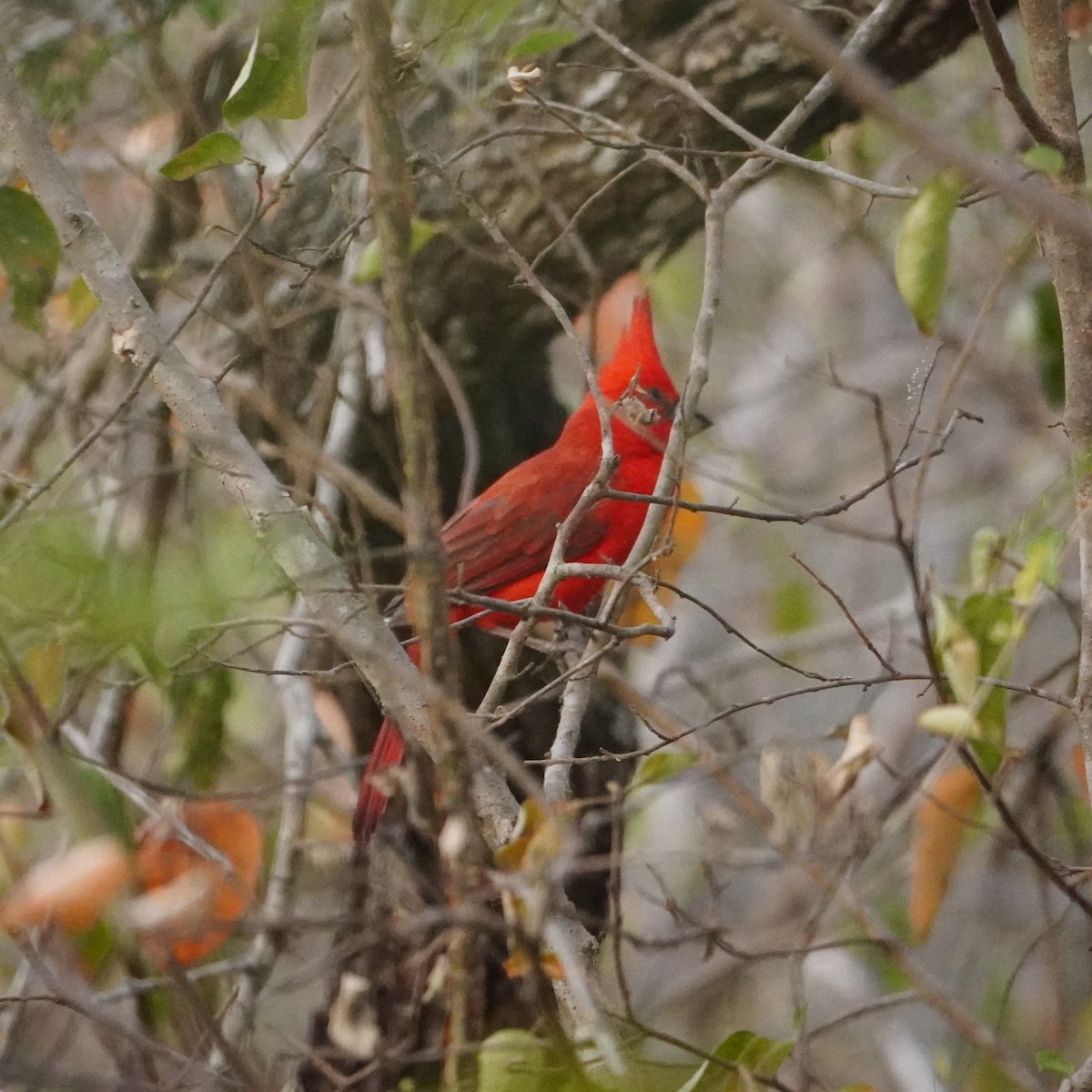 Vermilion Cardinal - ML642796110