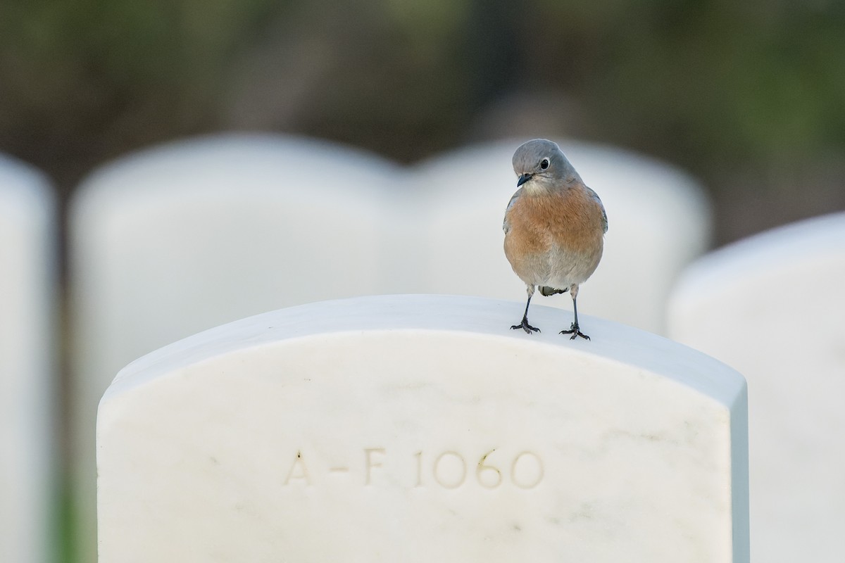Western Bluebird - ML642796111