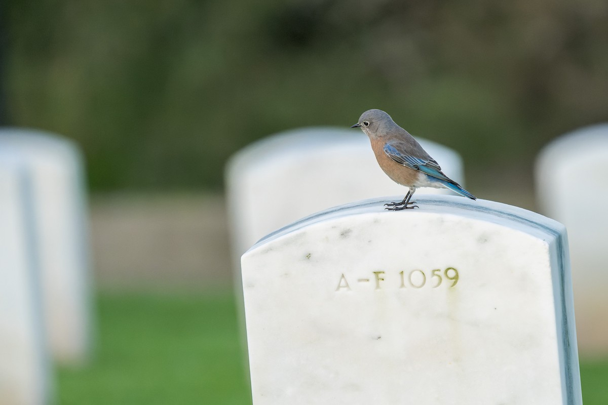 Western Bluebird - ML642796113