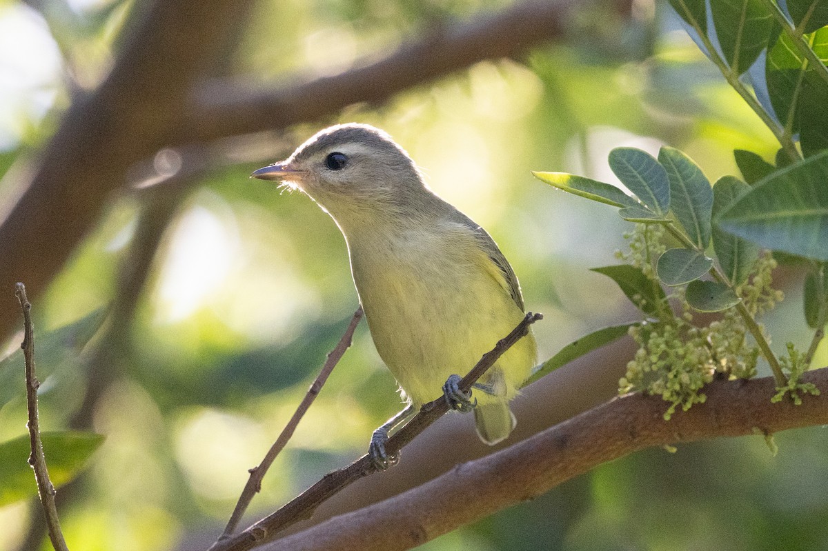 Warbling Vireo - ML642796114