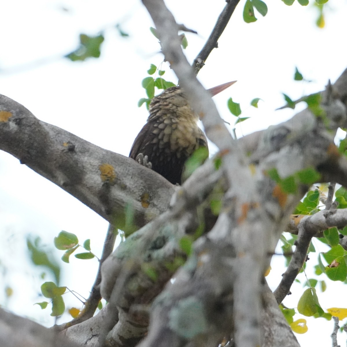 Straight-billed Woodcreeper - ML642796116