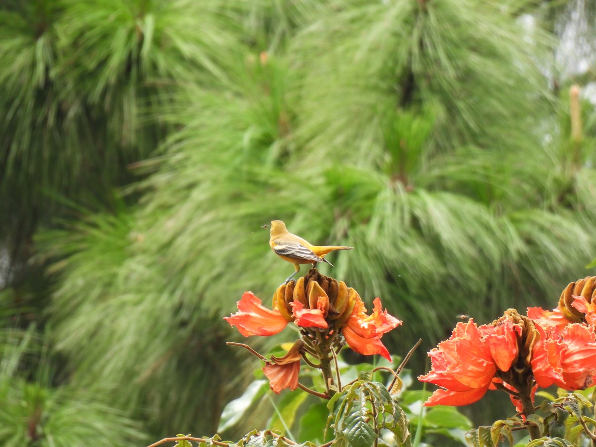 Baltimore Oriole - ML642796119