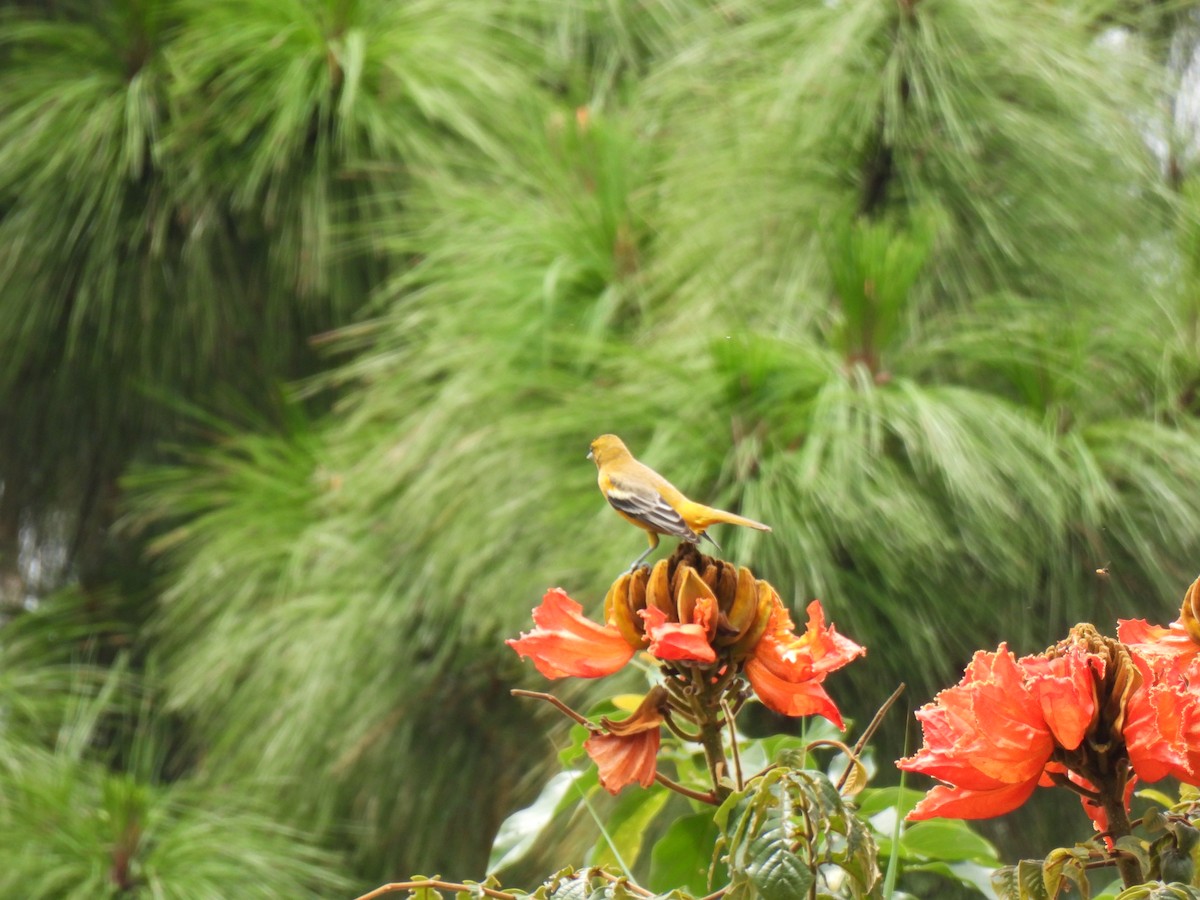 Baltimore Oriole - ML642796121