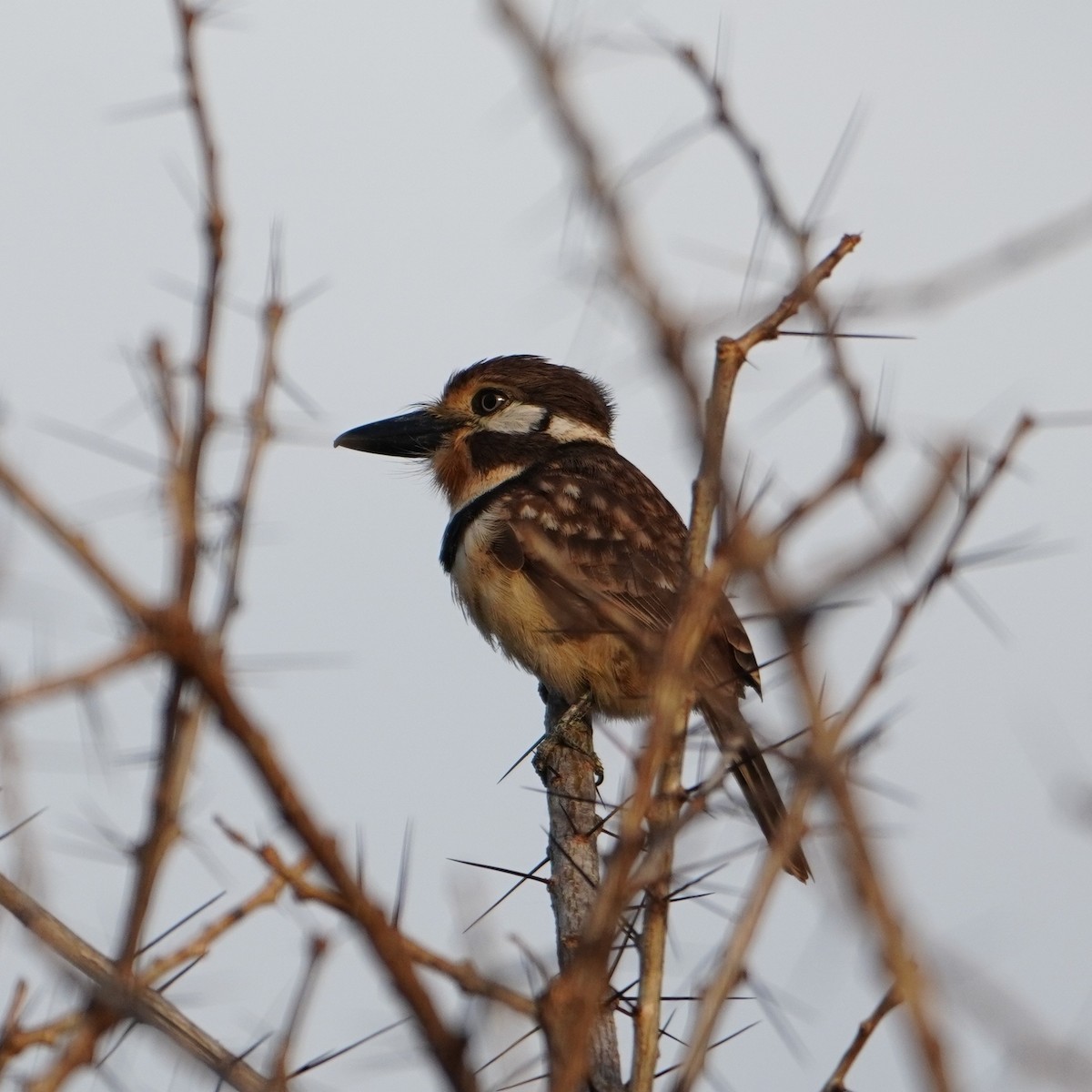 Russet-throated Puffbird - ML642796128