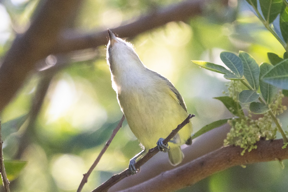 Warbling Vireo - ML642796131
