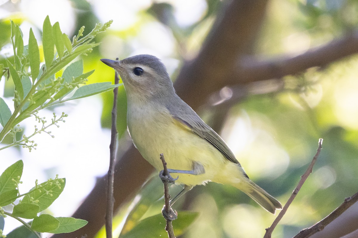 Warbling Vireo - ML642796132