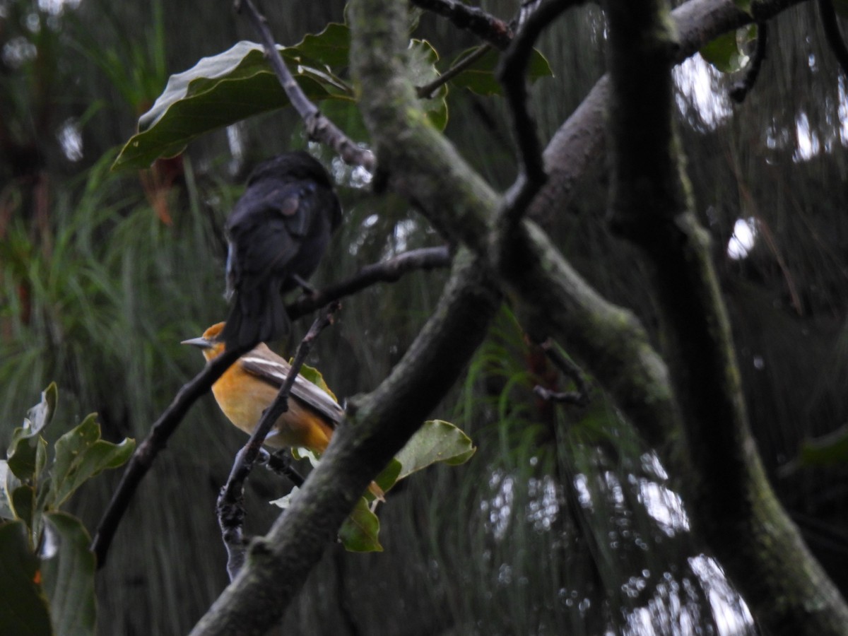Baltimore Oriole - ML642796133