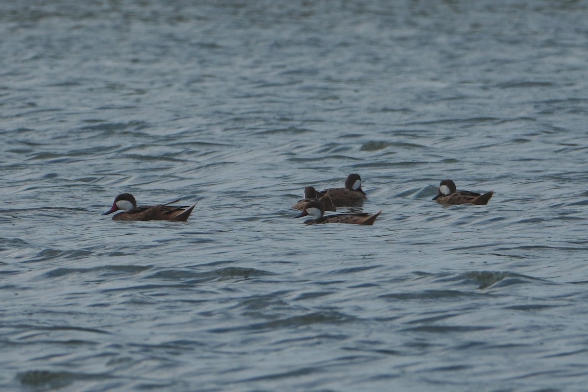 White-cheeked Pintail - ML642796149