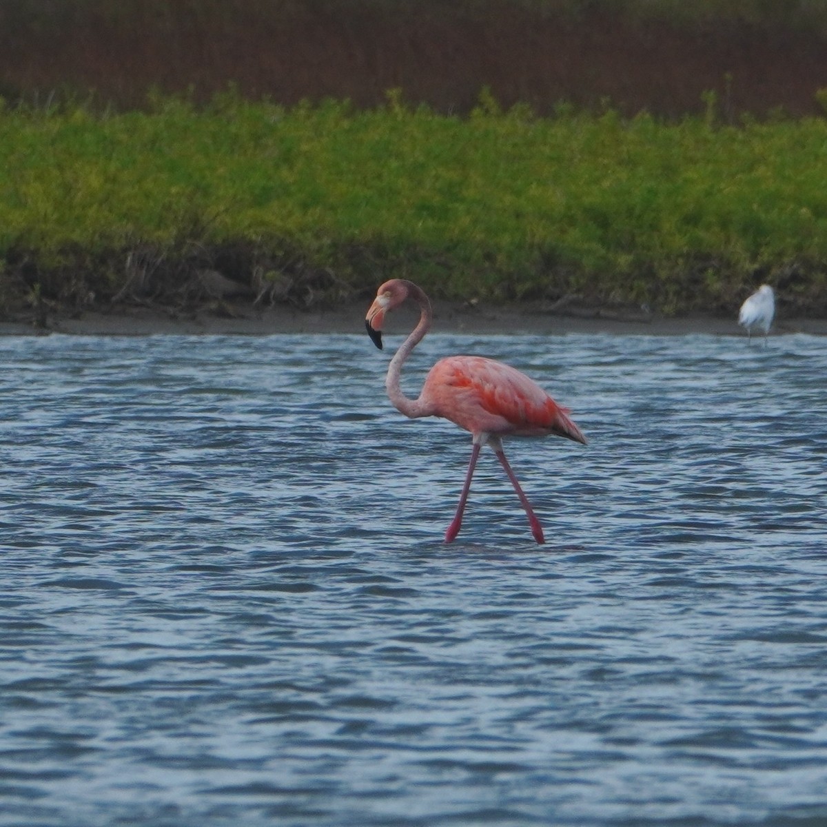 American Flamingo - ML642796150