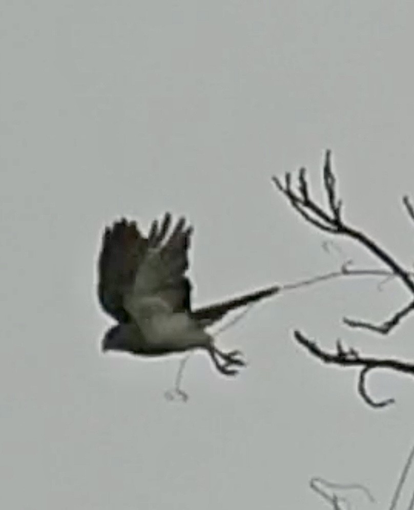 Frances's Sparrowhawk - ML642796152