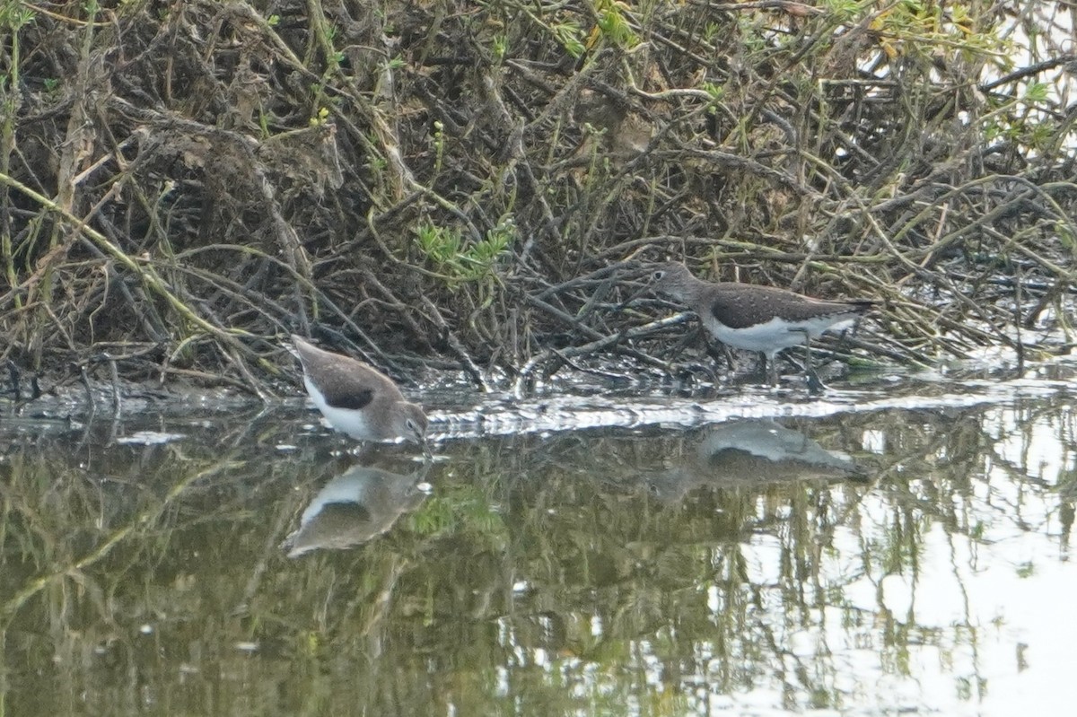 Solitary Sandpiper - ML642796159