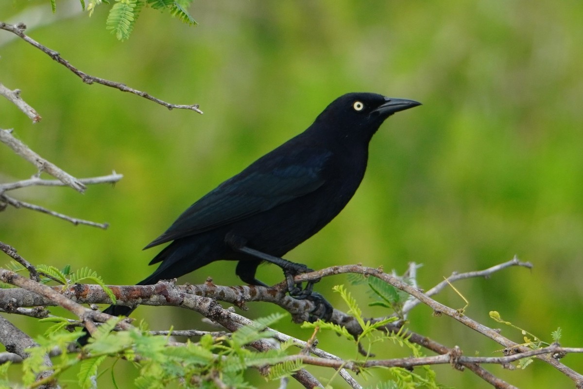 Carib Grackle - ML642796160