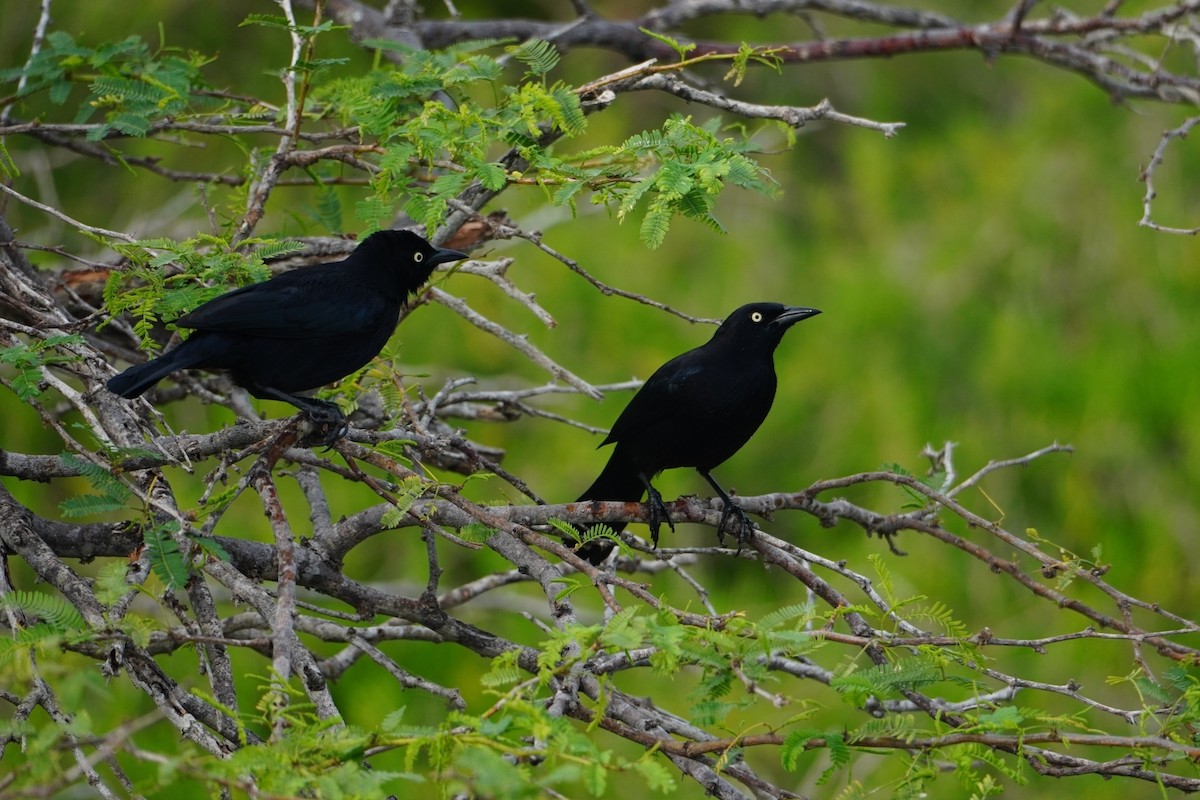 Carib Grackle - ML642796161