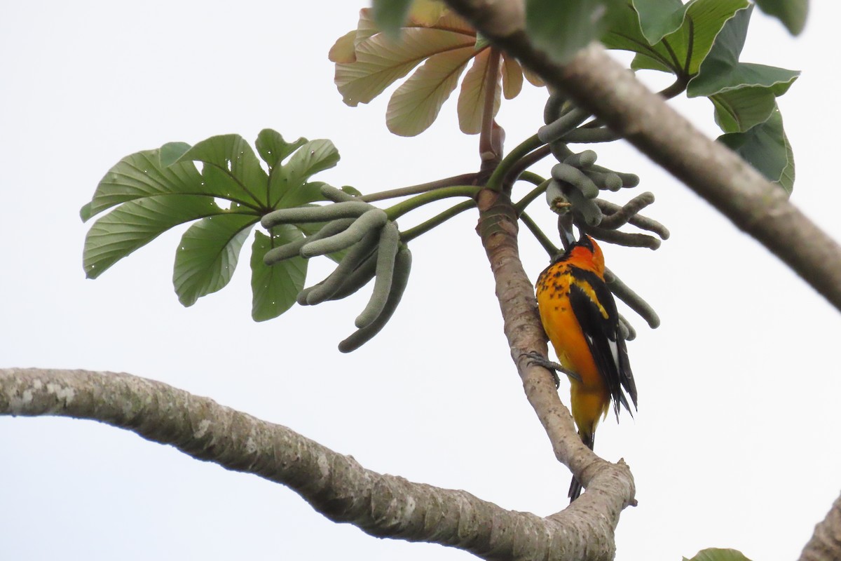 Spot-breasted Oriole - ML642796165