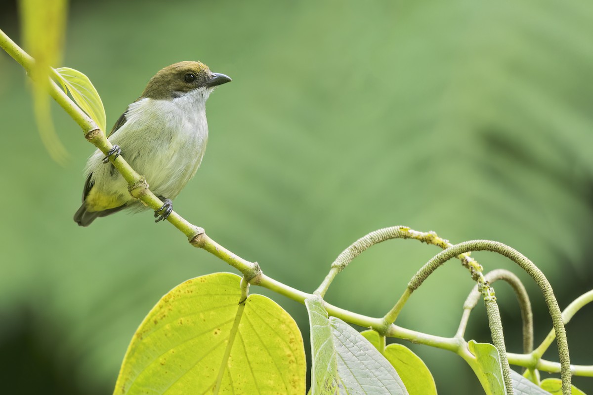 Flame-crowned Flowerpecker - ML642796168