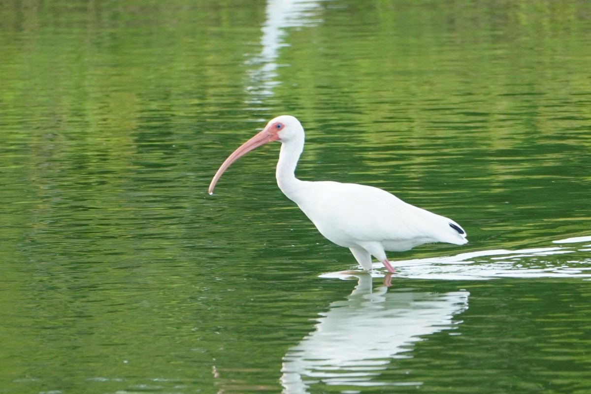 White Ibis - ML642796171