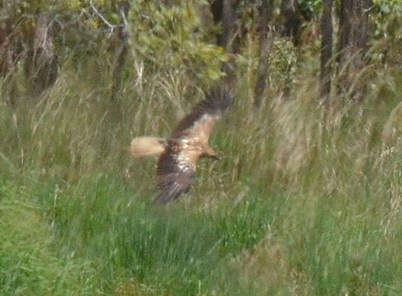 Whistling Kite - ML642796172