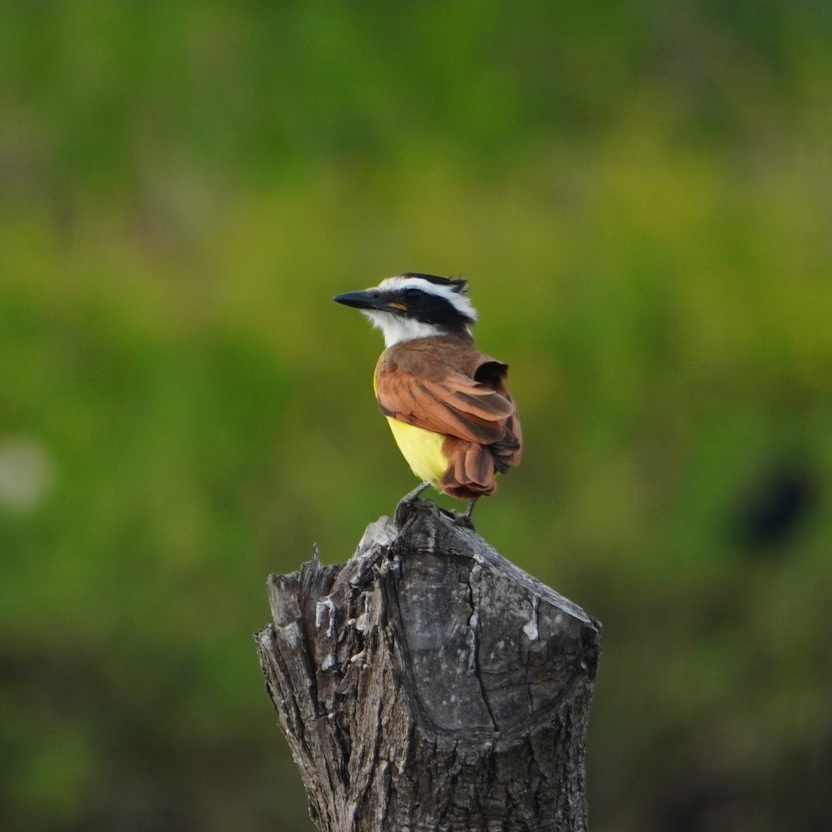 Great Kiskadee - ML642796174