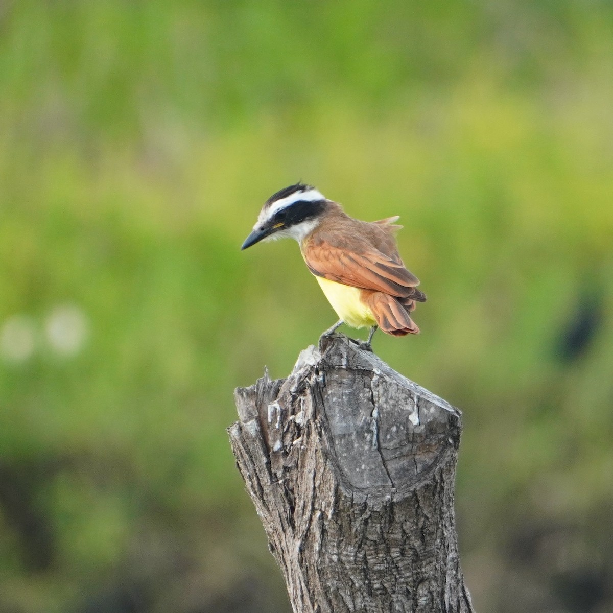 Great Kiskadee - ML642796175