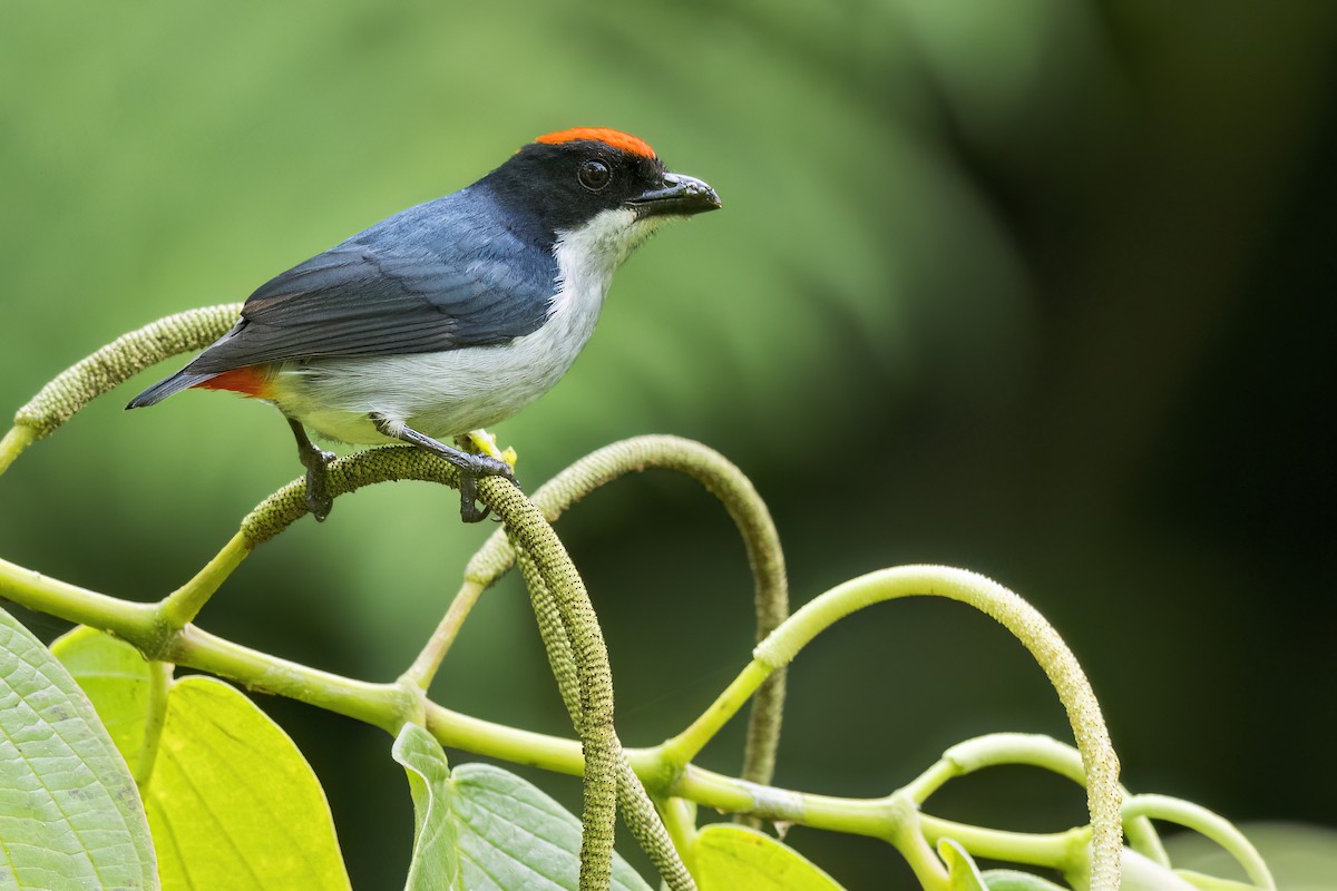 Flame-crowned Flowerpecker - ML642796176