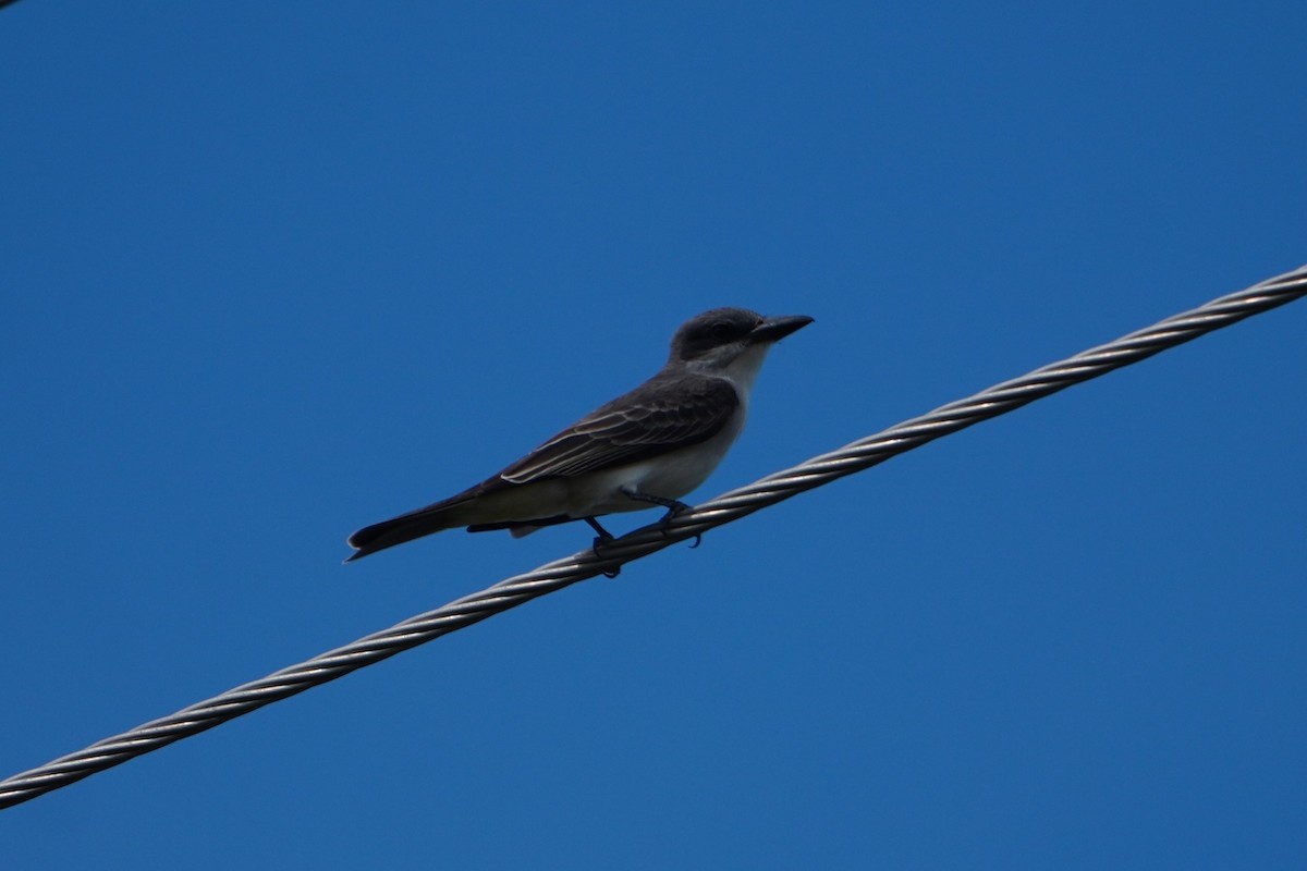 Gray Kingbird - ML642796182