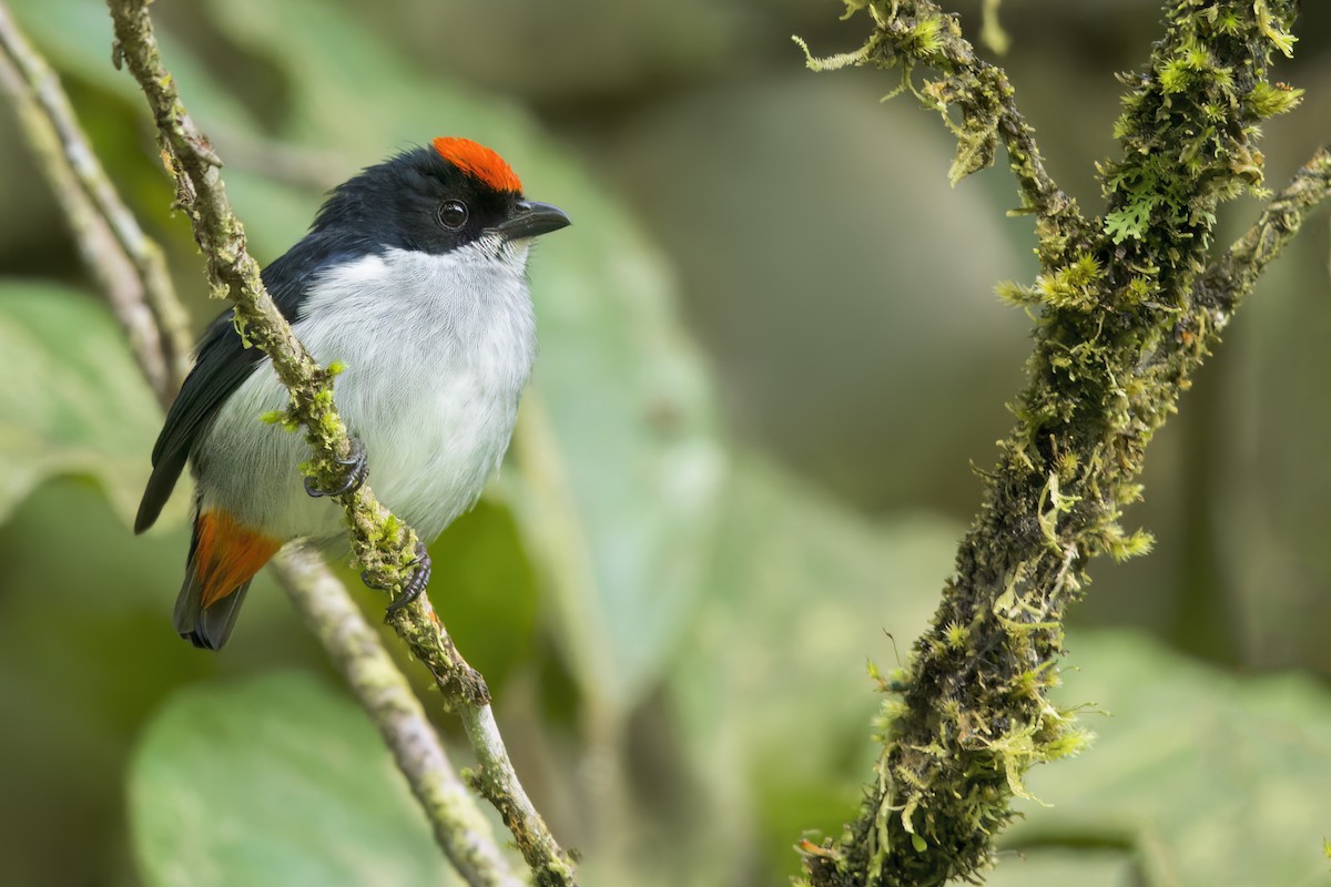 Flame-crowned Flowerpecker - ML642796183