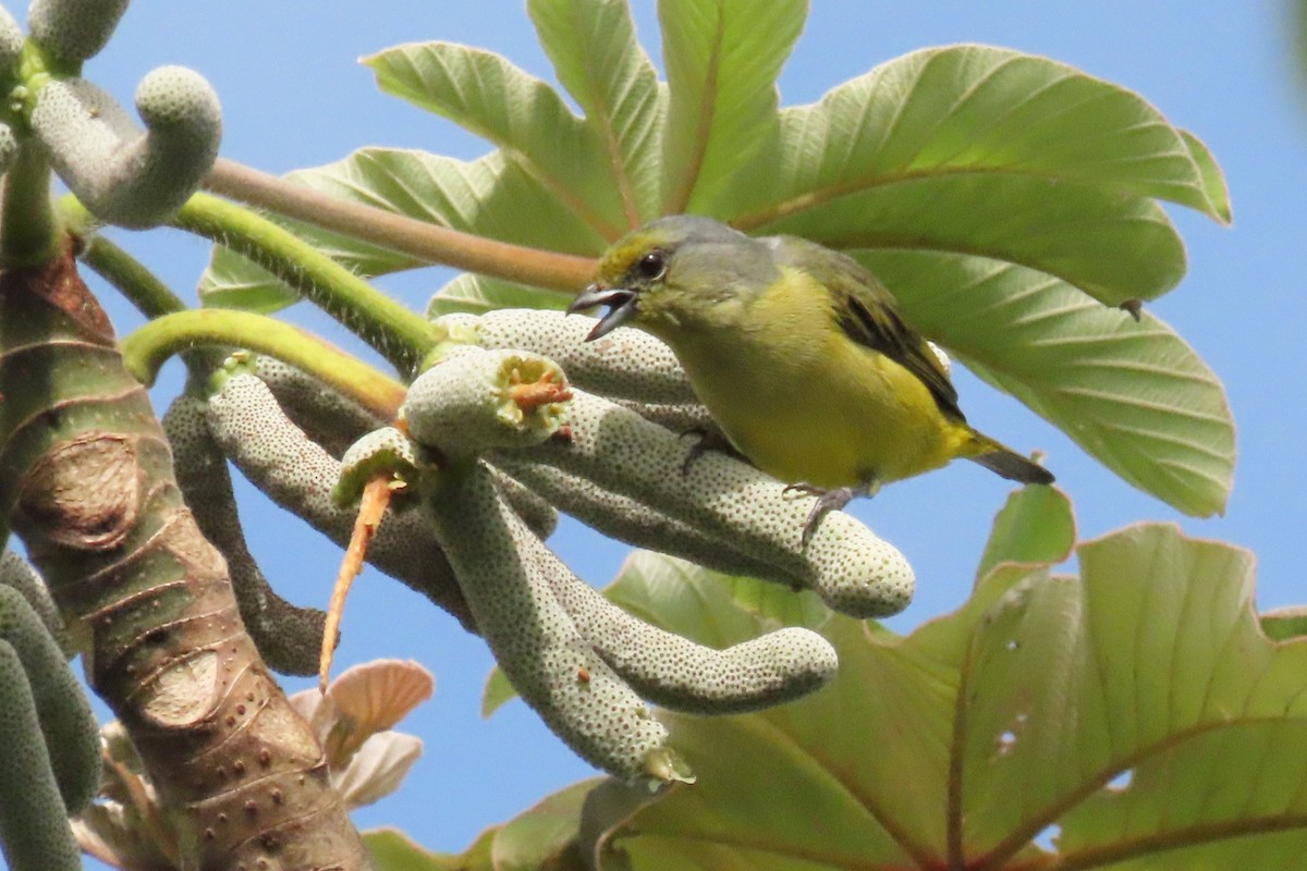 Scrub Euphonia - ML642796184
