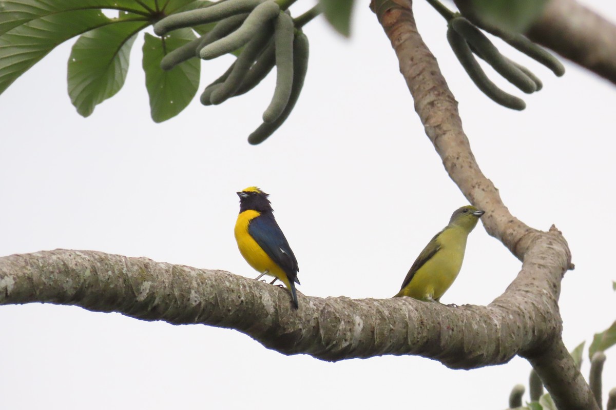 Scrub Euphonia - ML642796185