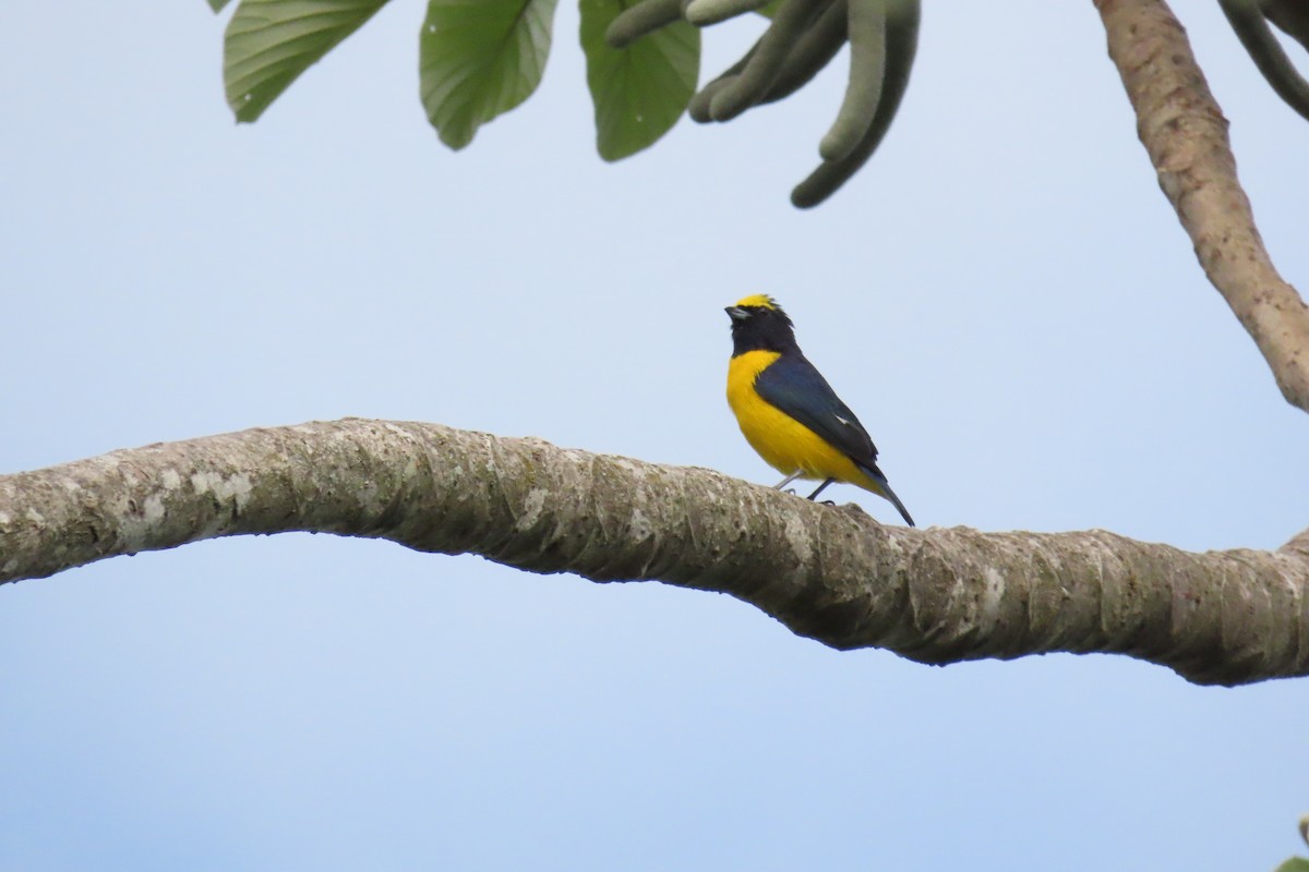 Scrub Euphonia - ML642796186