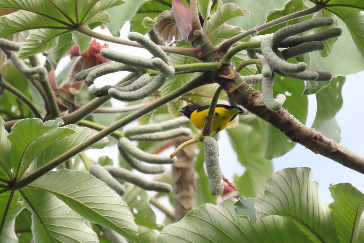 Scrub Euphonia - ML642796187