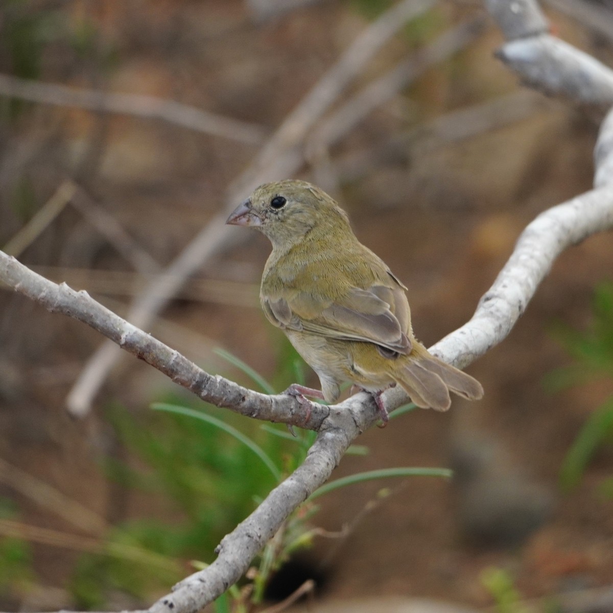 Black-faced Grassquit - ML642796197