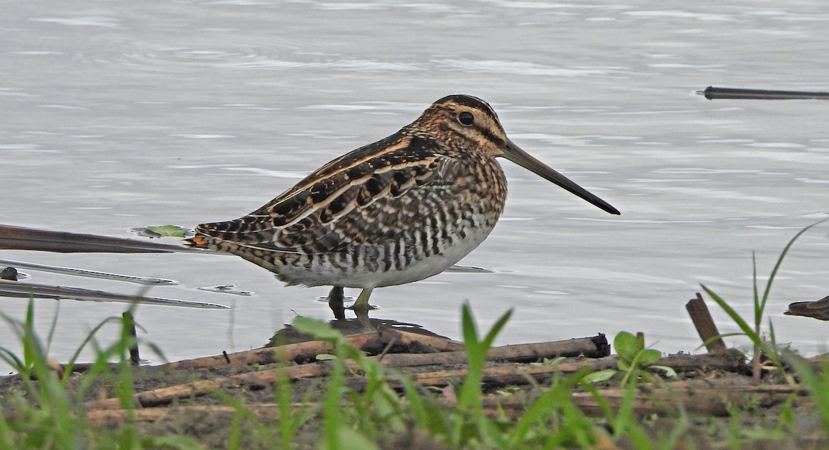 Wilson's Snipe - ML642796204