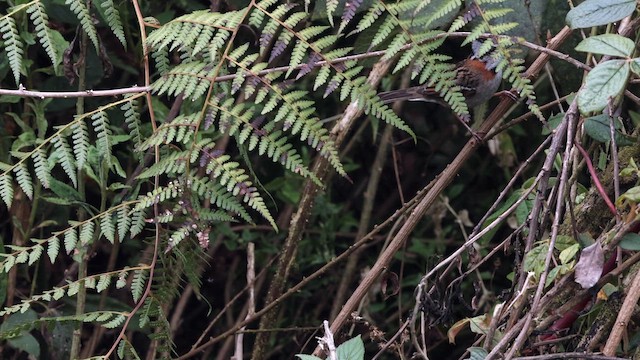 Rufous-collared Sparrow - ML642796216