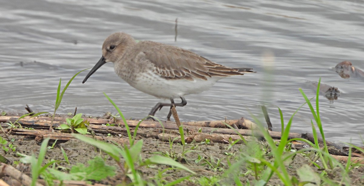 Piovanello pancianera - ML642796218