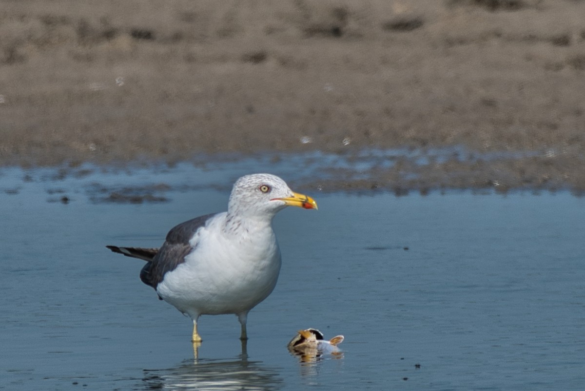 Lesser Black-backed Gull - ML642796219