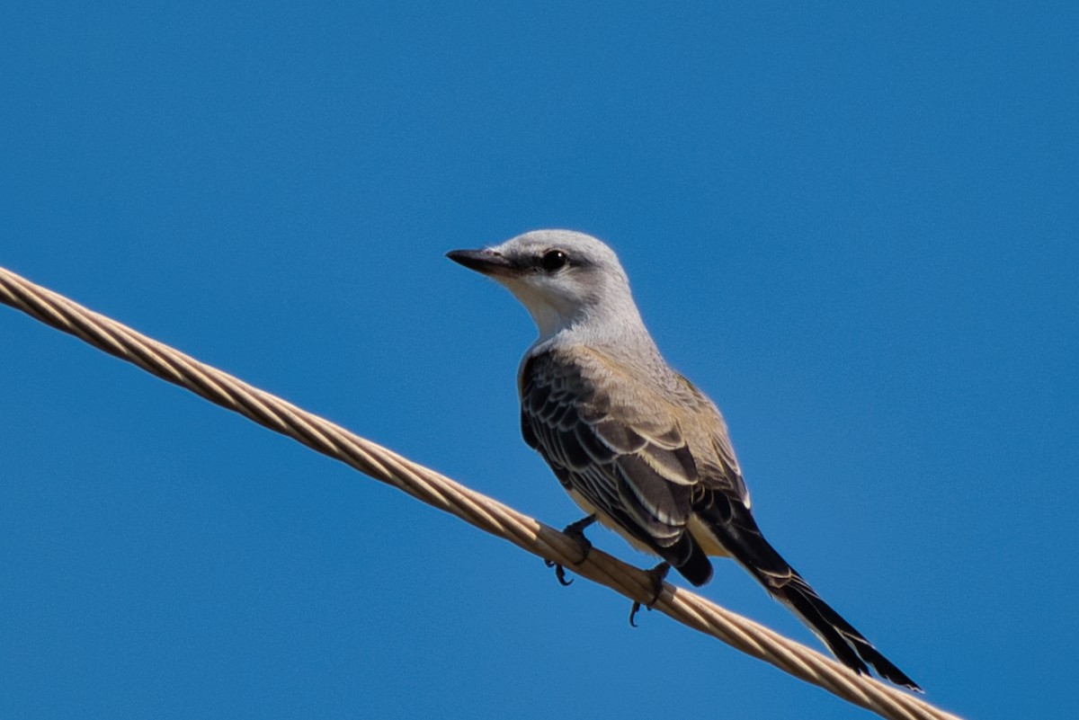 Scissor-tailed Flycatcher - ML642796230
