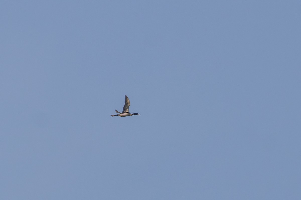 Common Loon - ML642796247