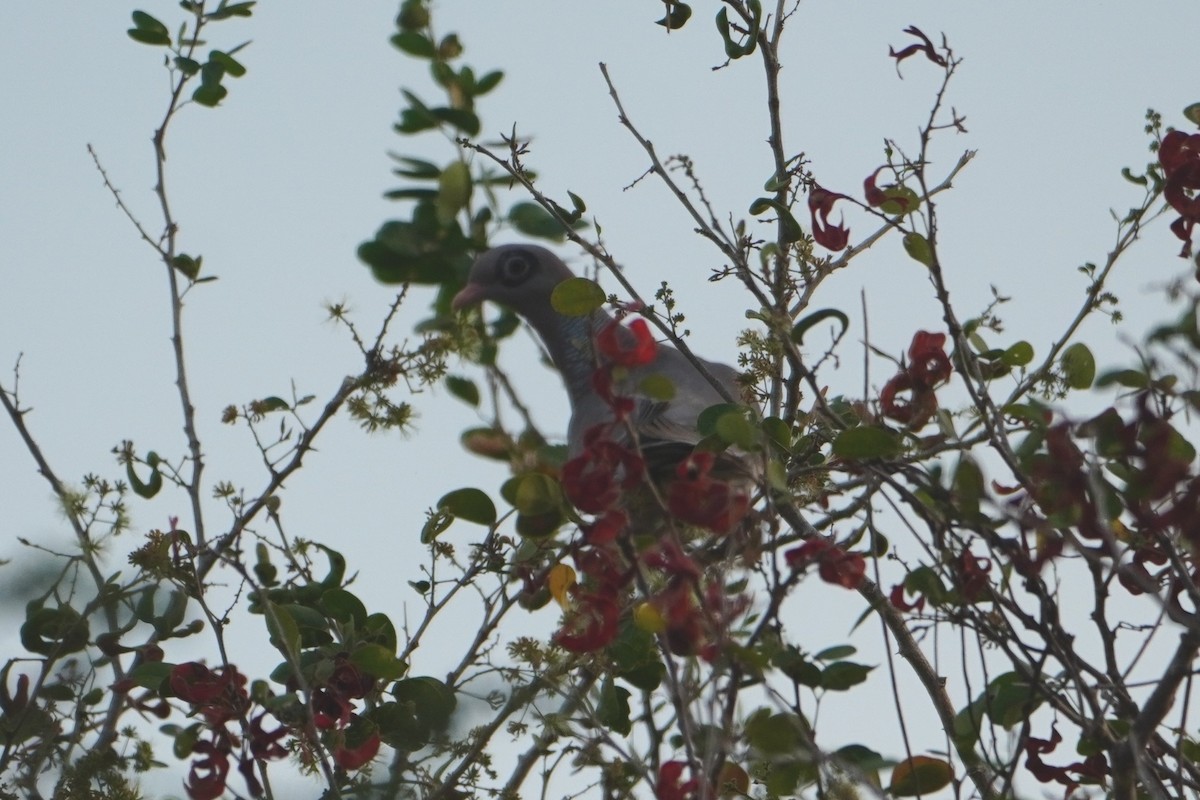 Bare-eyed Pigeon - ML642796248