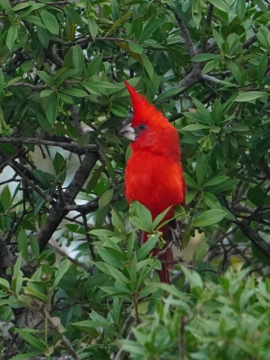 Vermilion Cardinal - ML642796250