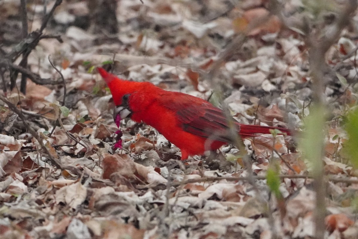 Vermilion Cardinal - ML642796251