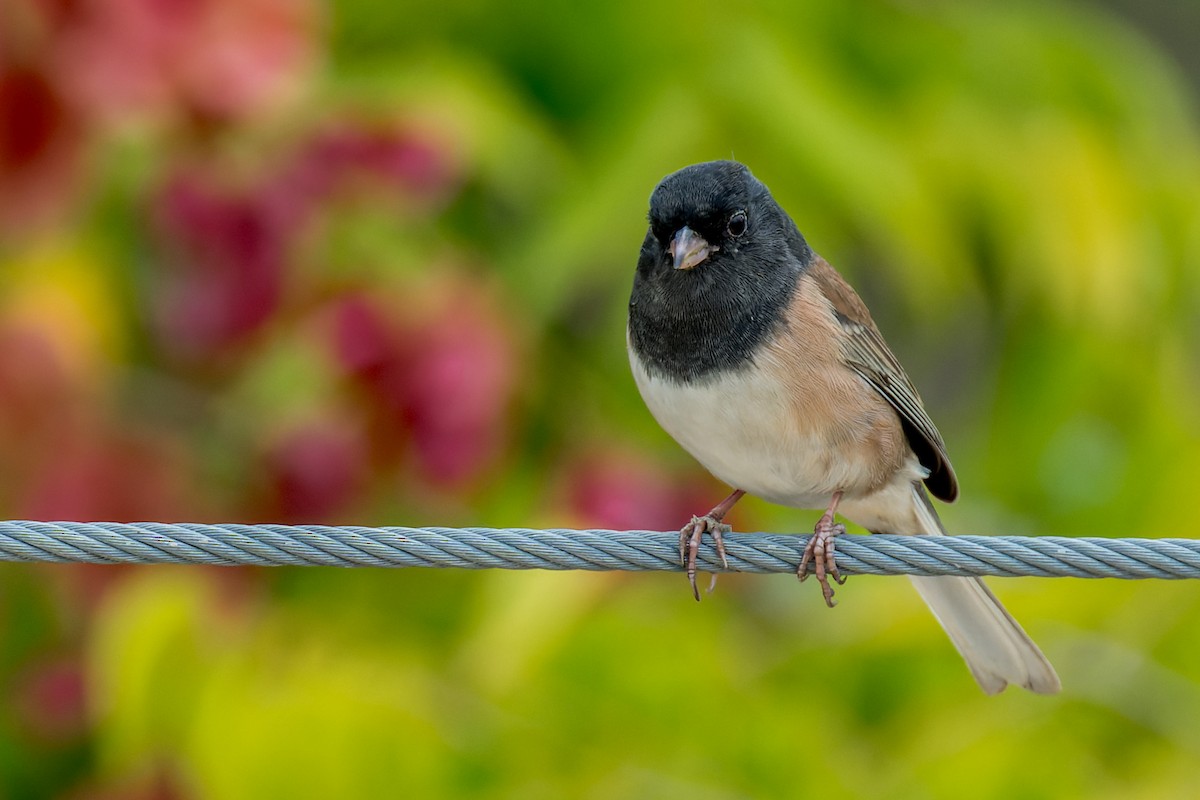Dark-eyed Junco (Oregon) - ML642796252