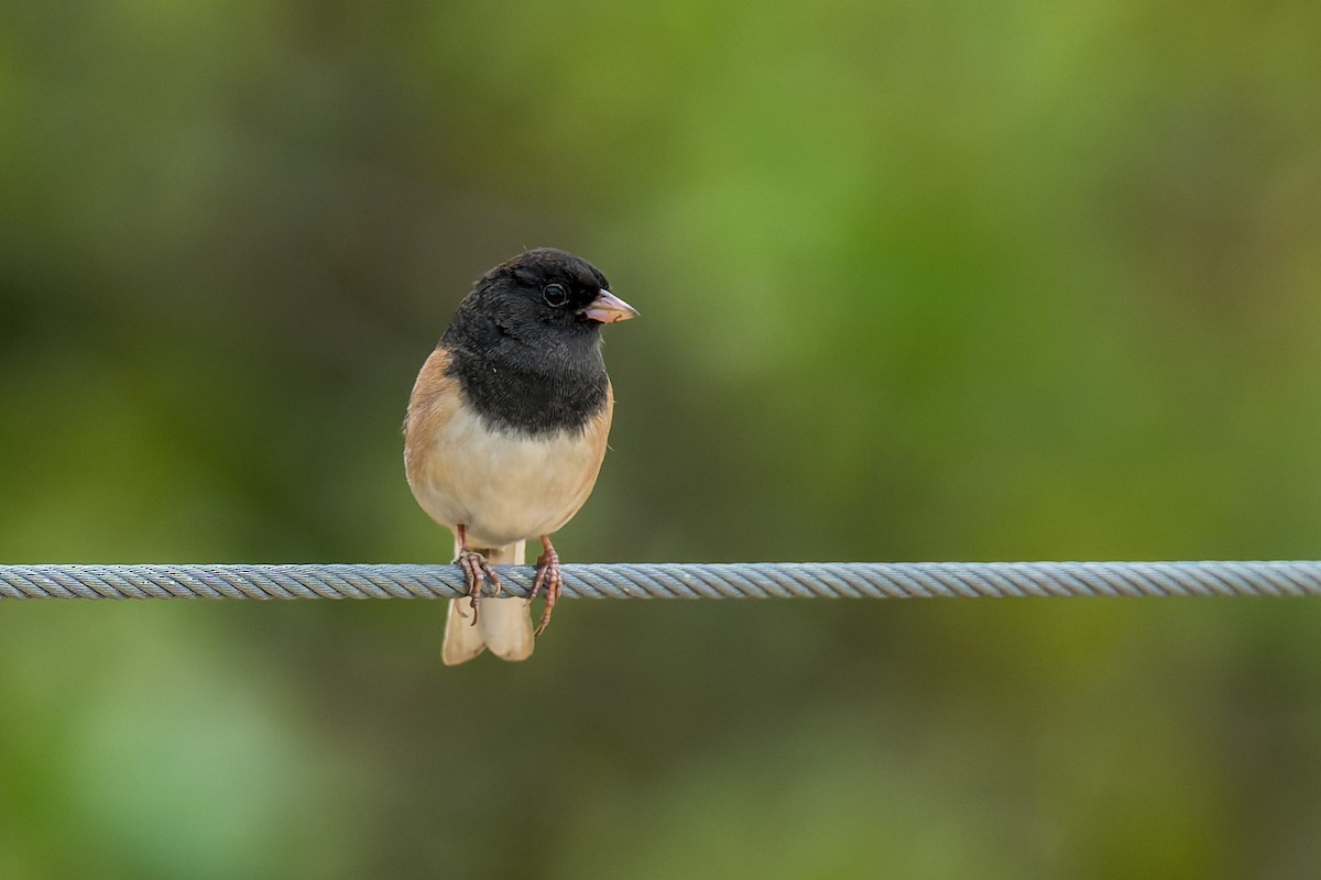 Dark-eyed Junco (Oregon) - ML642796253